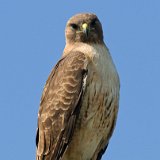 09SB7244 Red-tailed Hawk